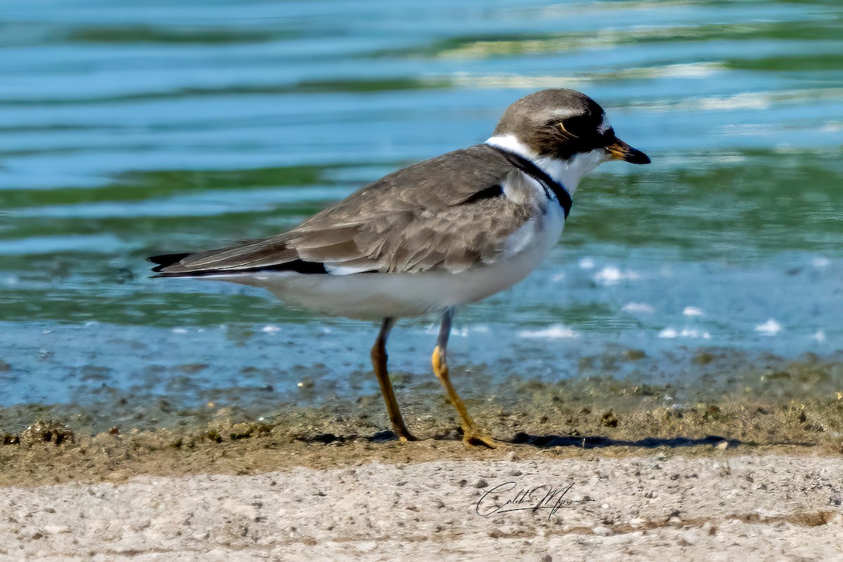 Semipalmated Plover - ML620025418