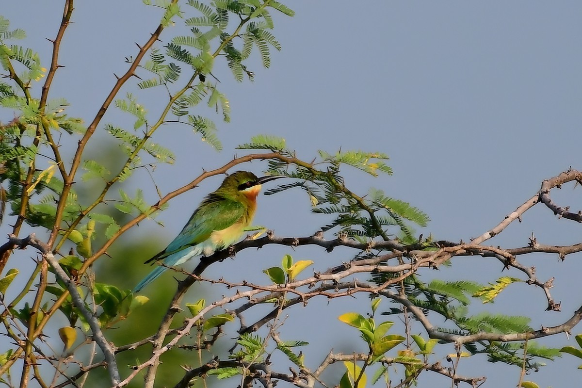 Blue-tailed Bee-eater - ML620025431