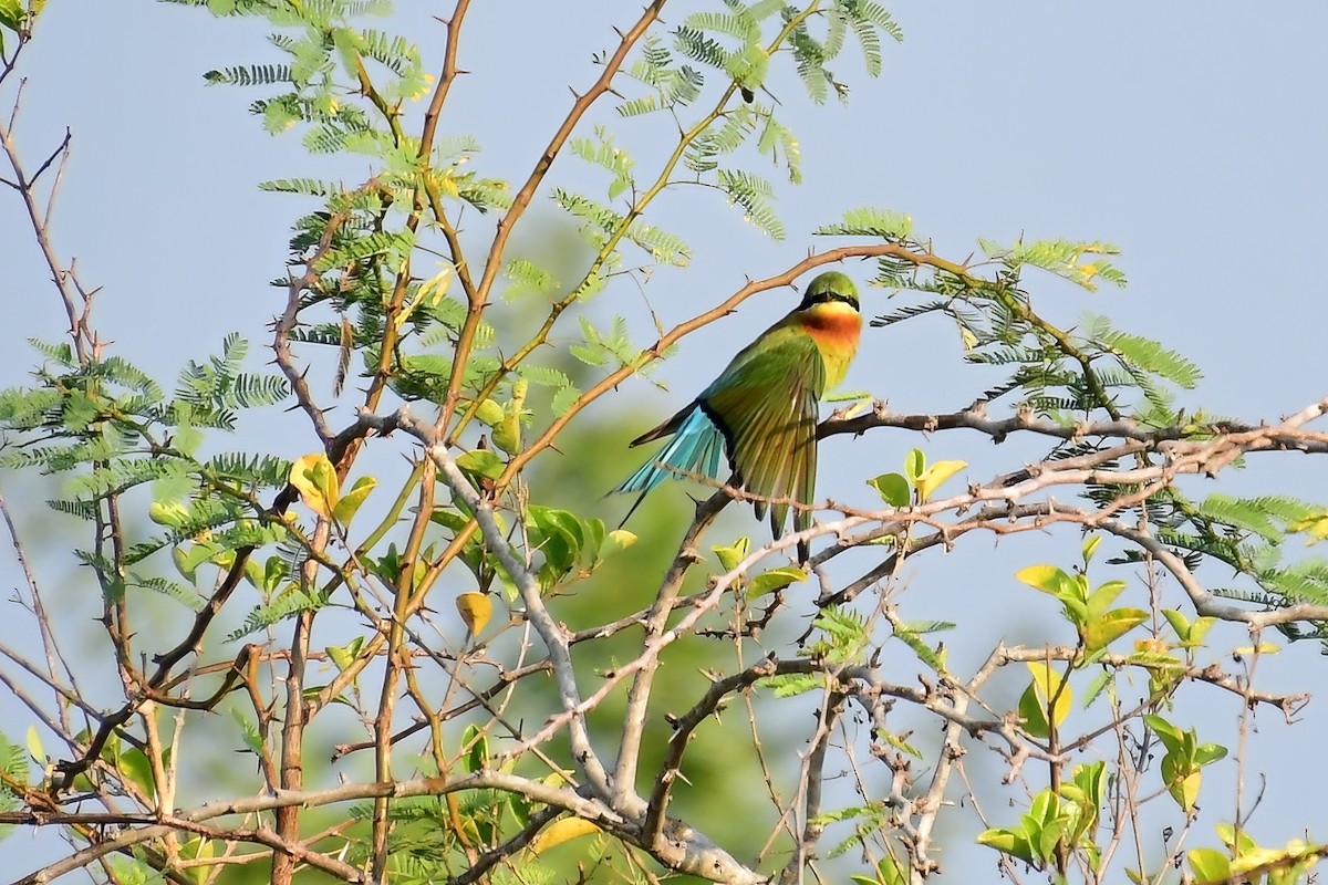Blue-tailed Bee-eater - ML620025433