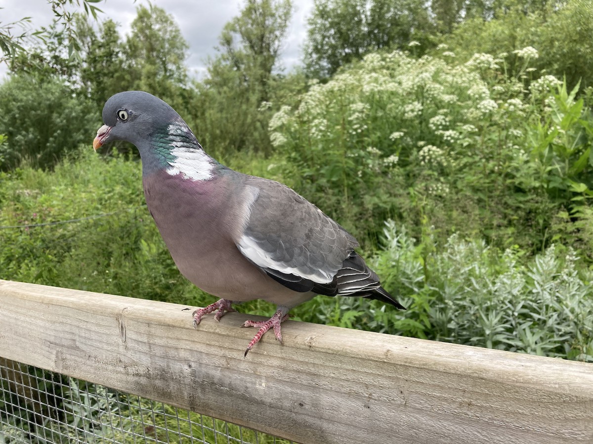Common Wood-Pigeon - ML620025436