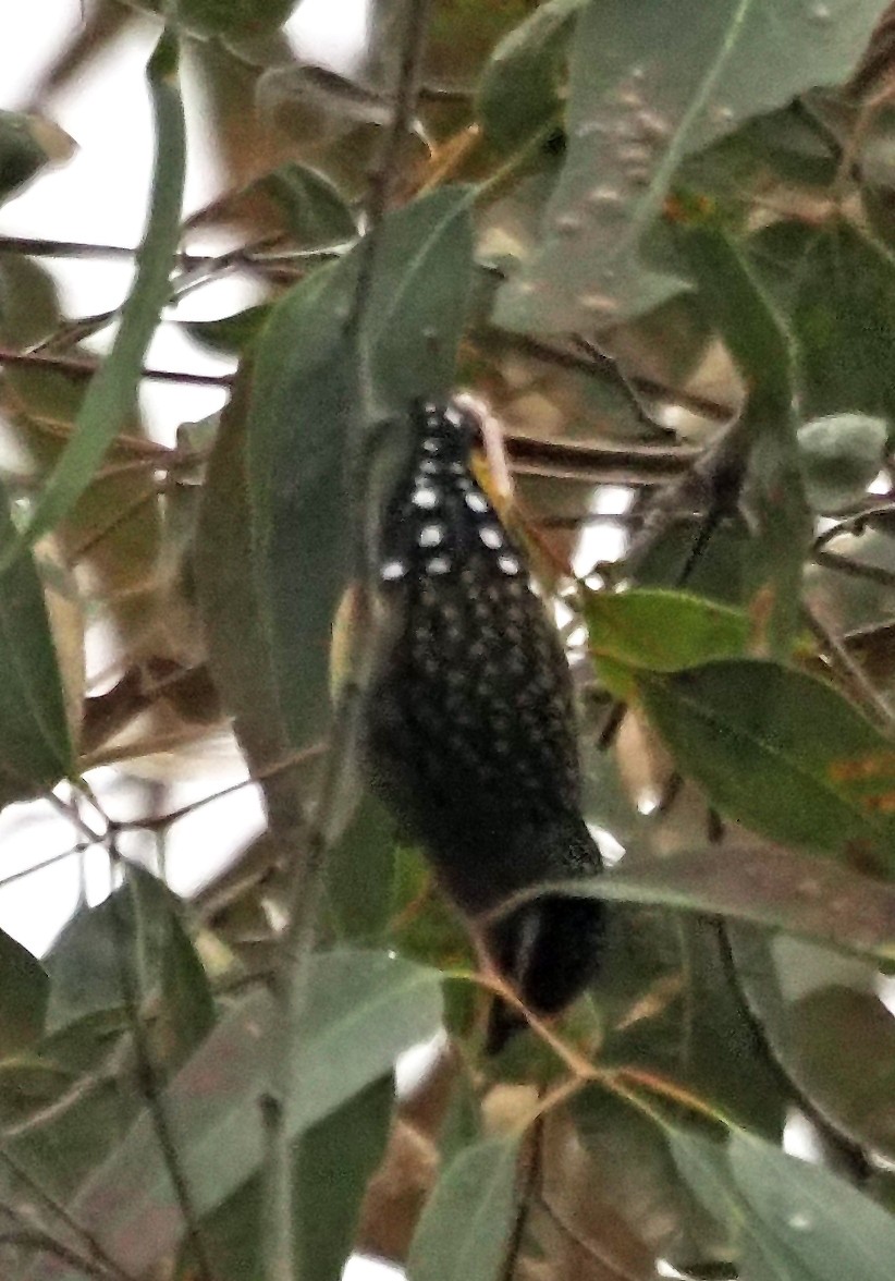 Spotted Pardalote - ML620025442