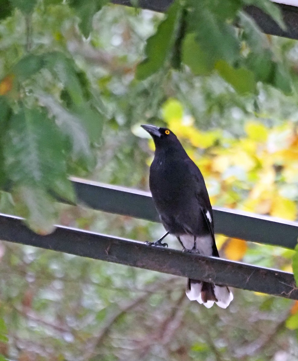 Pied Currawong - ML620025451