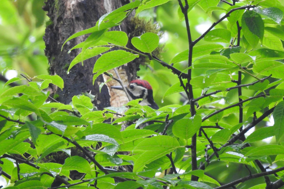 White-backed Woodpecker (White-backed) - ML620025459