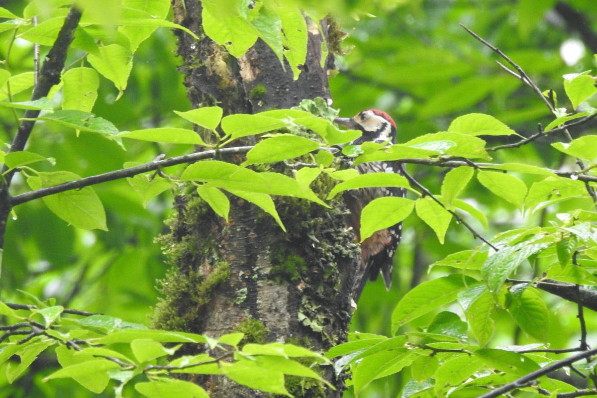White-backed Woodpecker (White-backed) - ML620025460