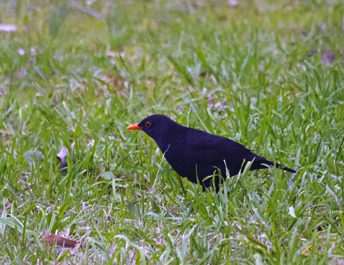 Eurasian Blackbird - ML620025478