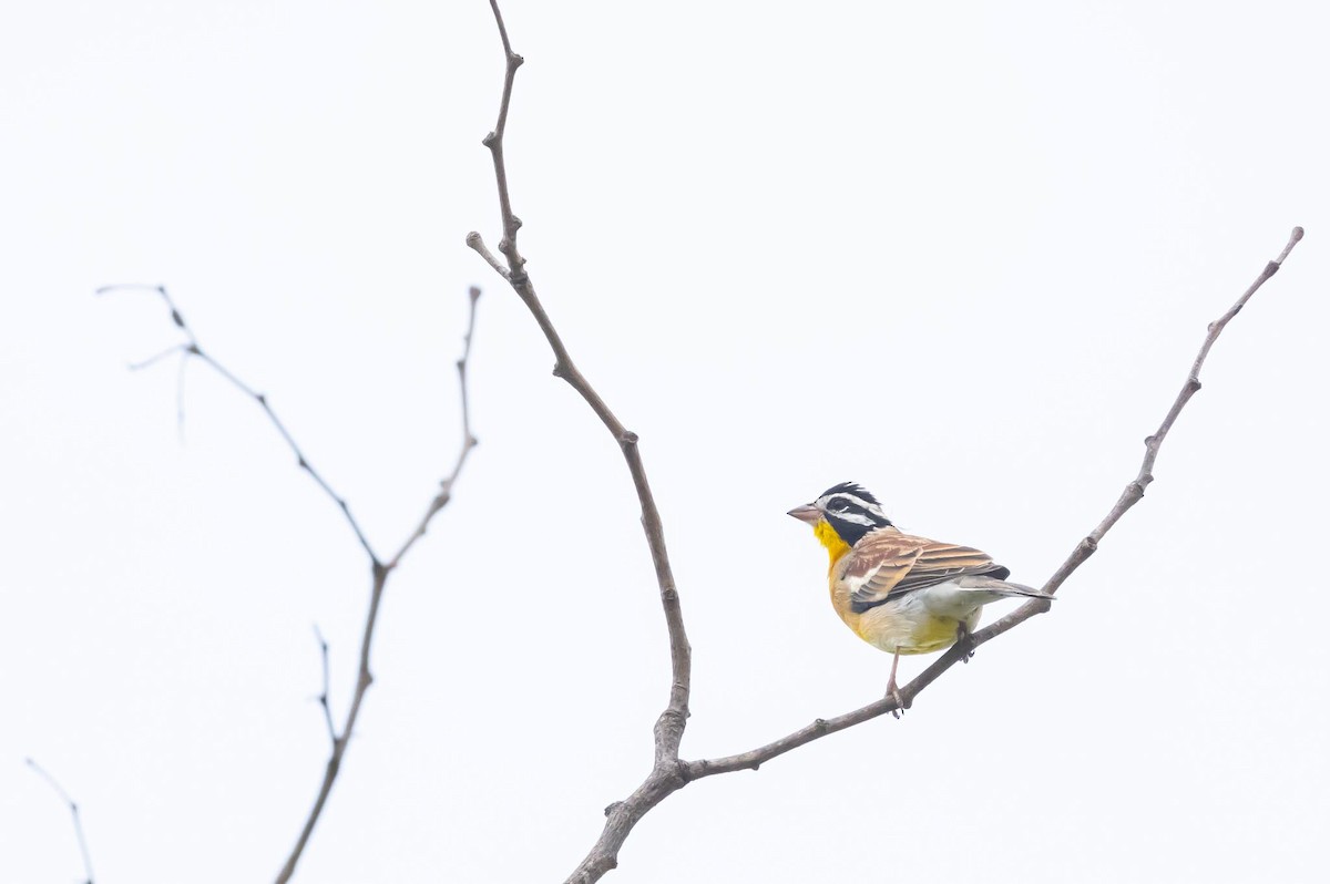 Golden-breasted Bunting - ML620025511