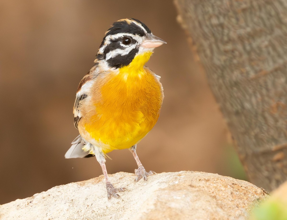 Golden-breasted Bunting - ML620025512