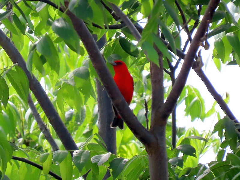 Scarlet Tanager - ML620025516