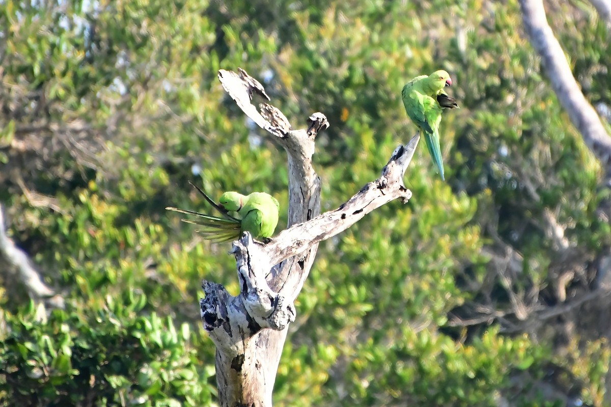 Yeşil Papağan - ML620025546