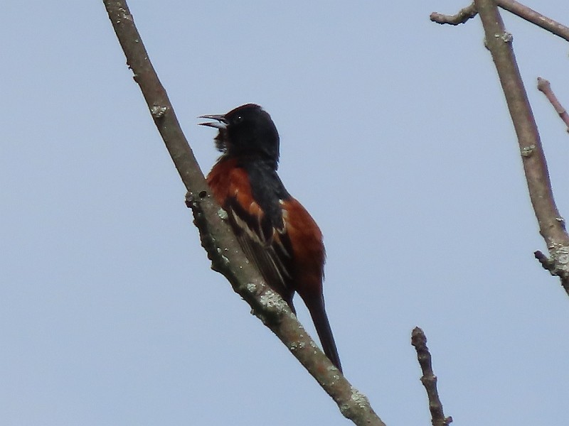 Orchard Oriole - ML620025555