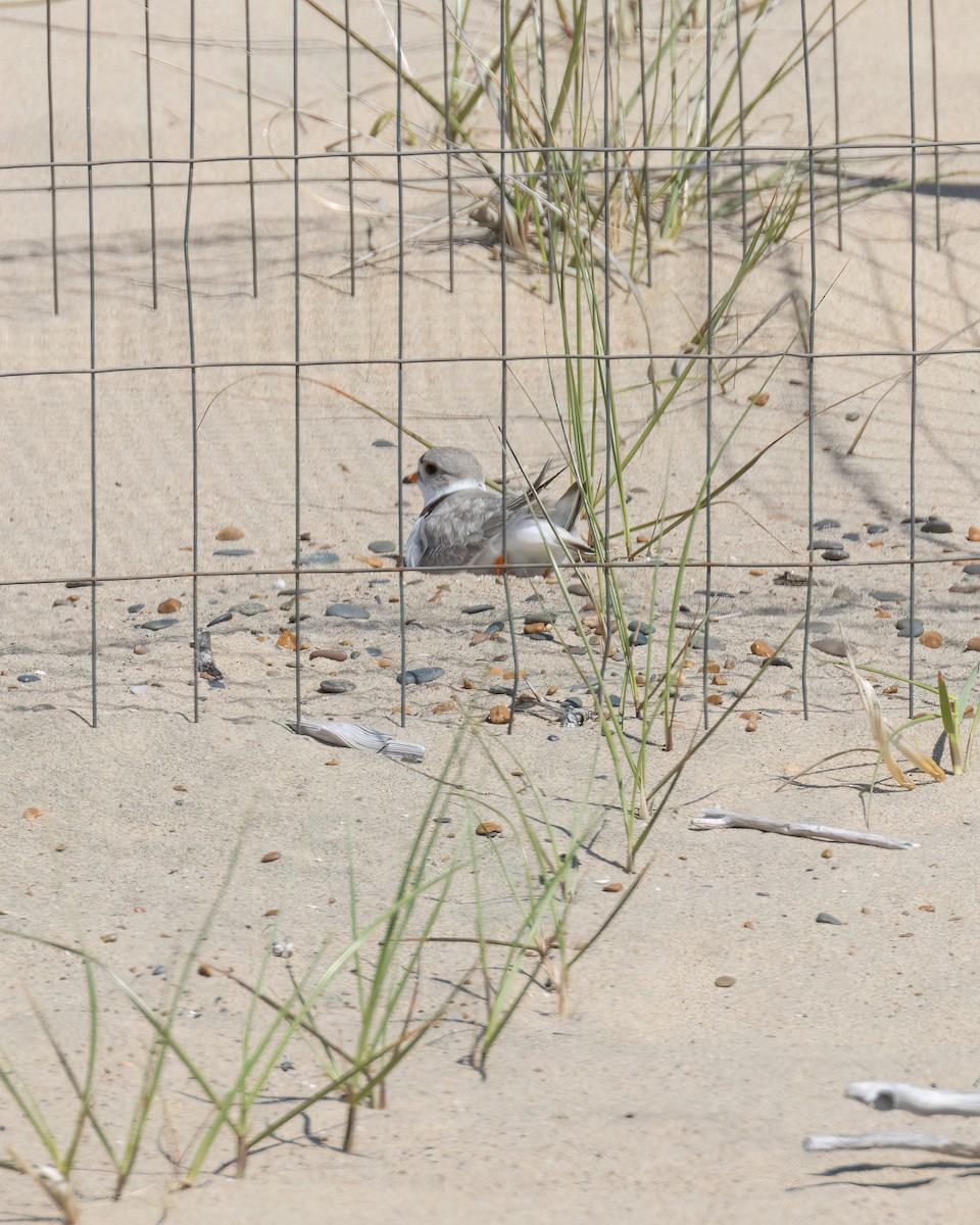Piping Plover - ML620025585