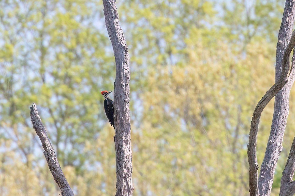 Pileated Woodpecker - ML620025586