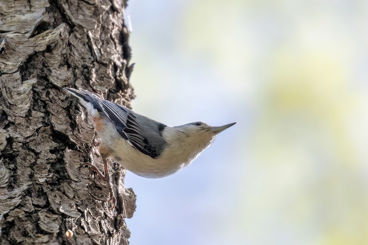 White-breasted Nuthatch - ML620025589