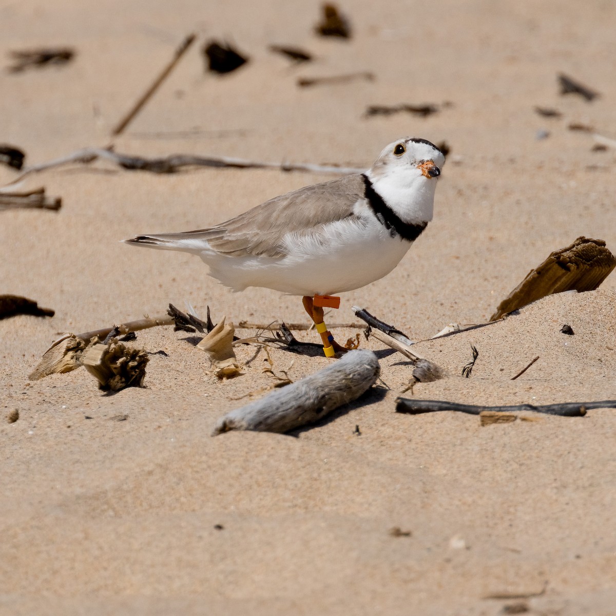 Piping Plover - ML620025590
