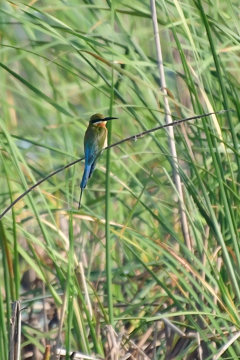 Blue-tailed Bee-eater - ML620025596