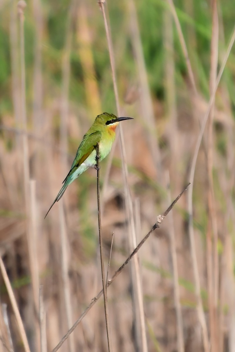 Blue-tailed Bee-eater - ML620025597