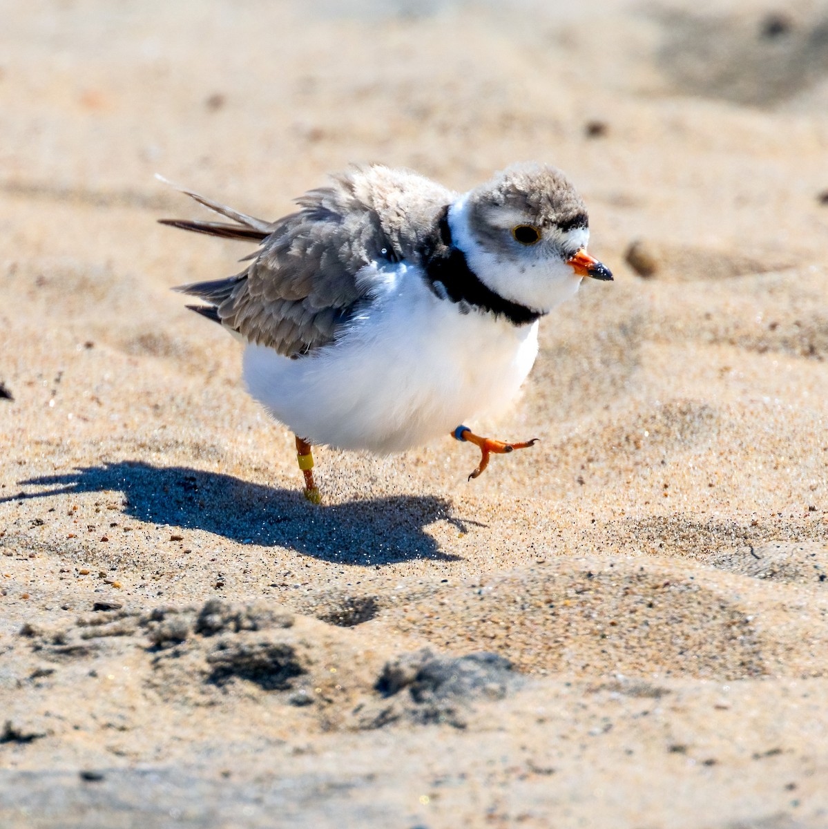 Piping Plover - ML620025608