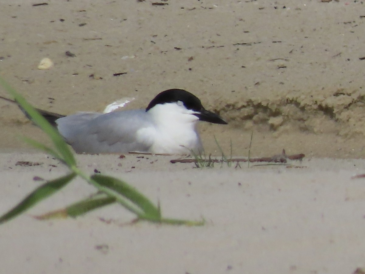 Gull-billed Tern - ML620025618