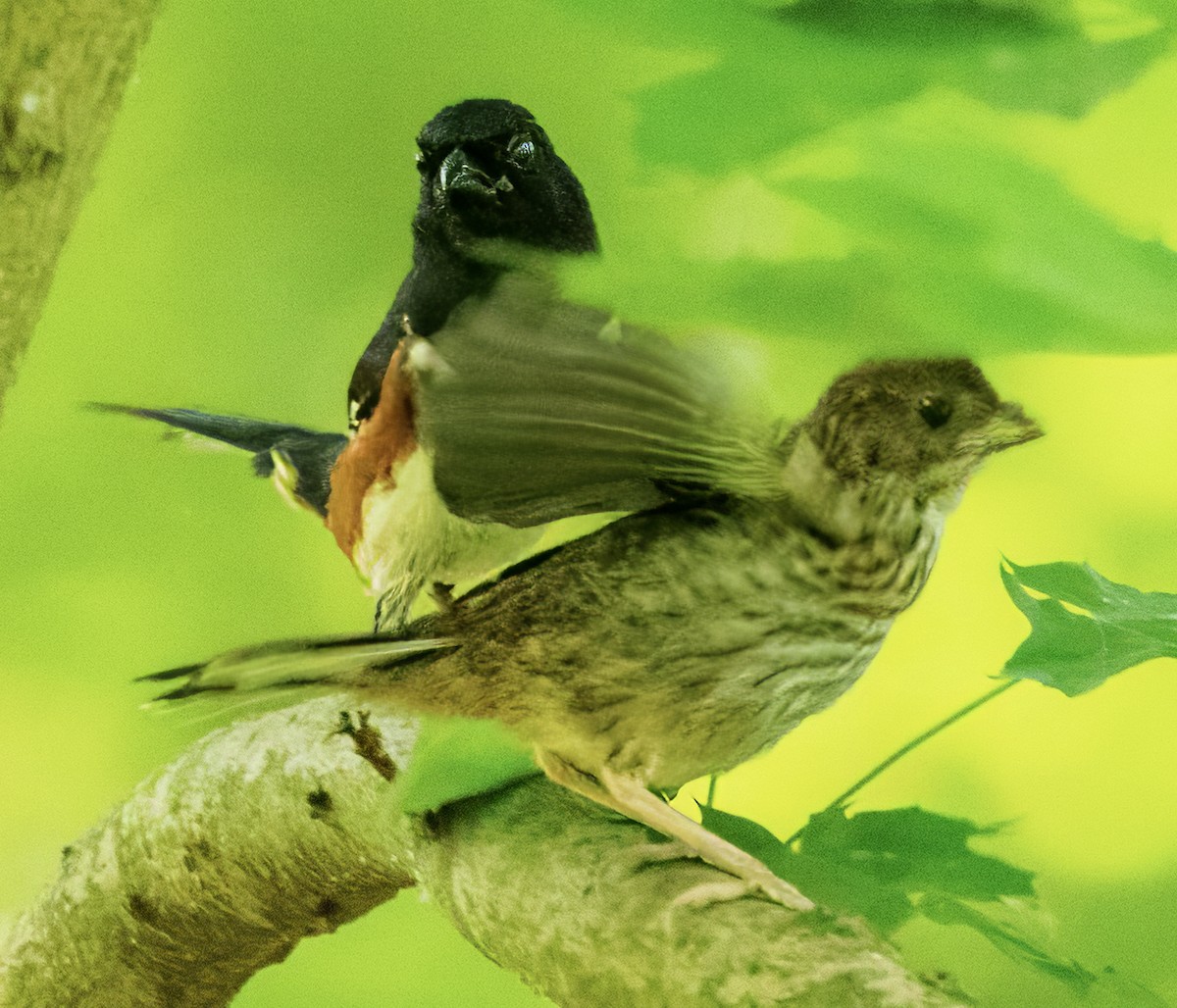 Eastern Towhee - ML620025620