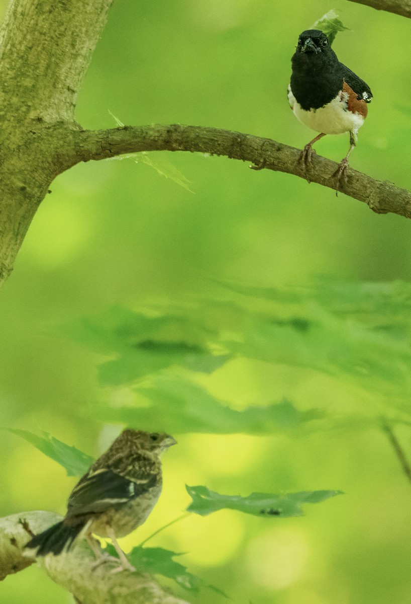 Eastern Towhee - ML620025622