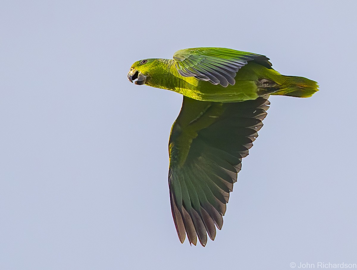 Scaly-naped Parrot - ML620025634