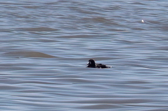 Greater Scaup - ML620025645