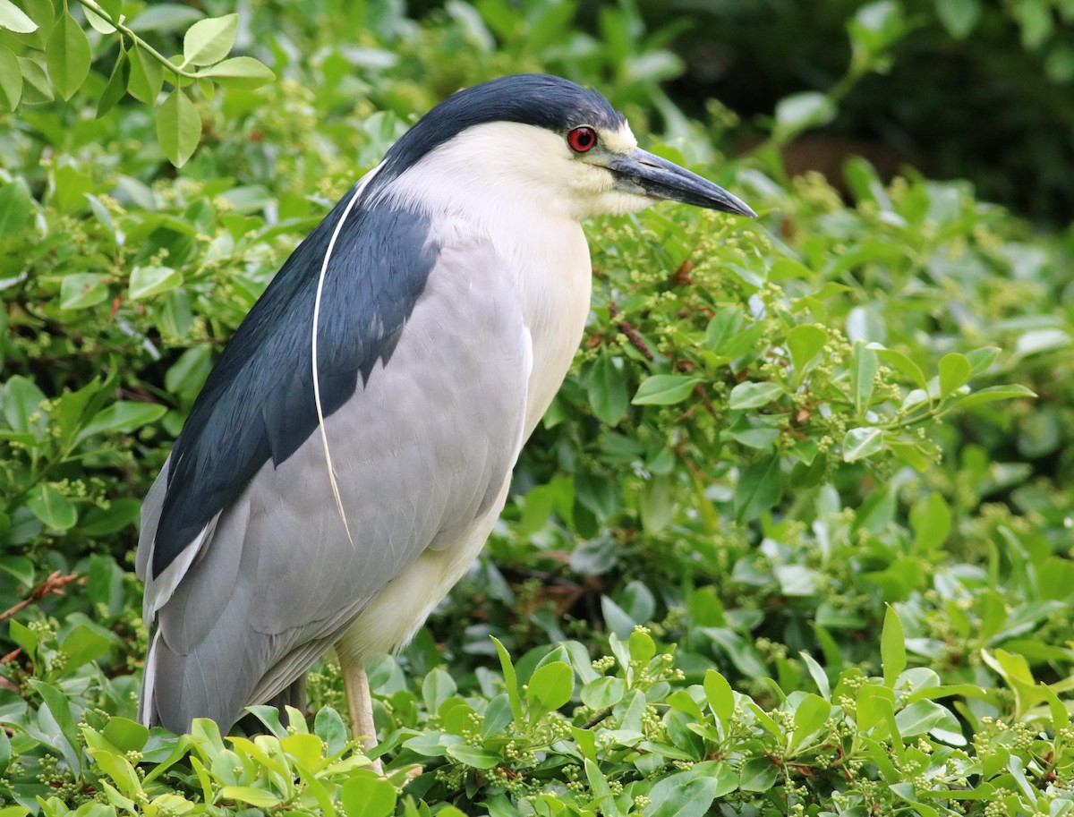 Black-crowned Night Heron - ML620025651