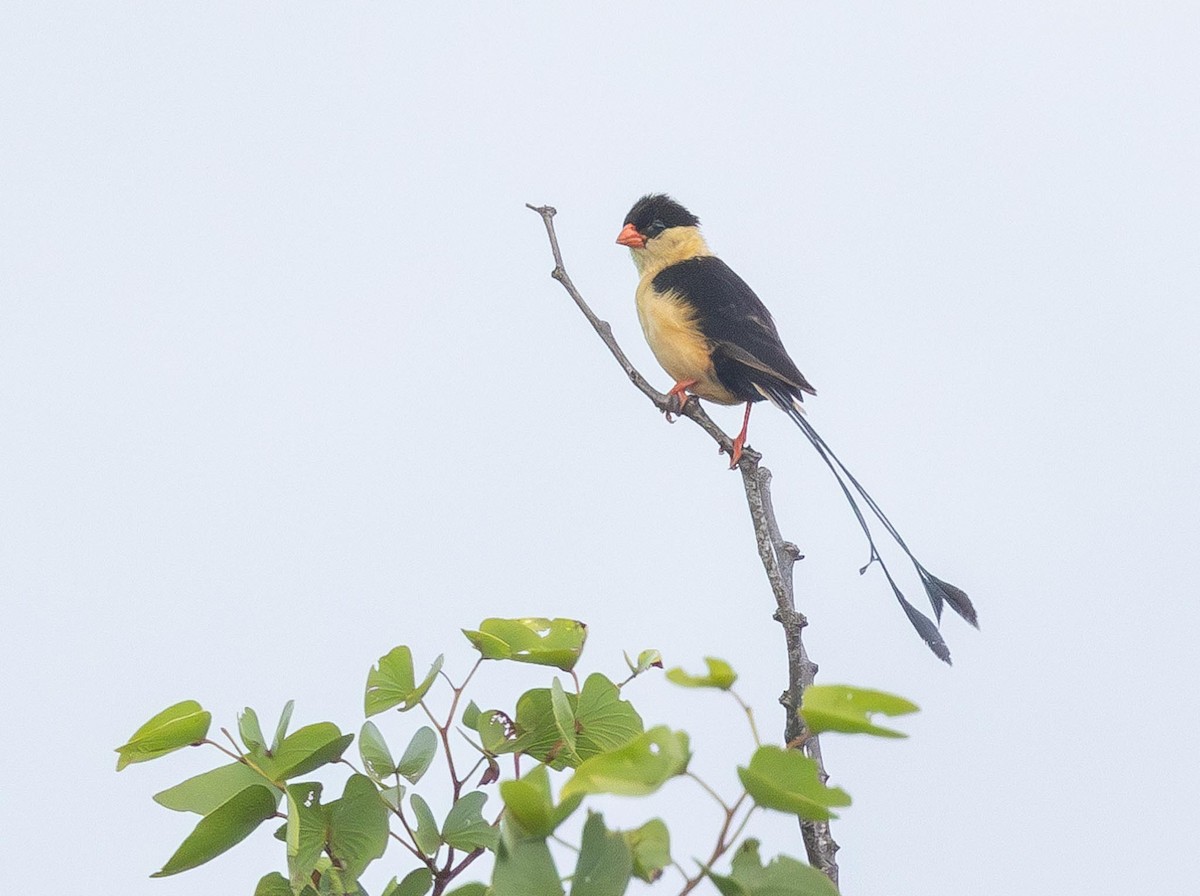 Shaft-tailed Whydah - Adam Buckham