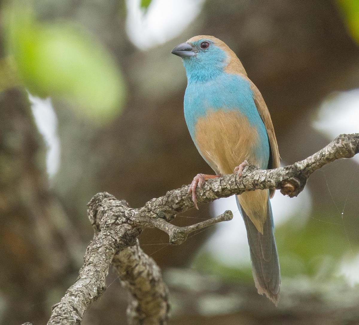 Southern Cordonbleu - ML620025676