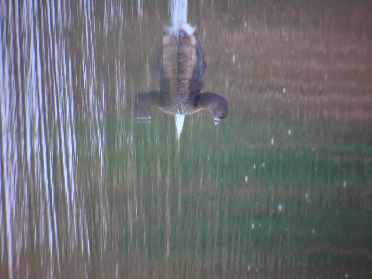 Pied-billed Grebe - ML620025691