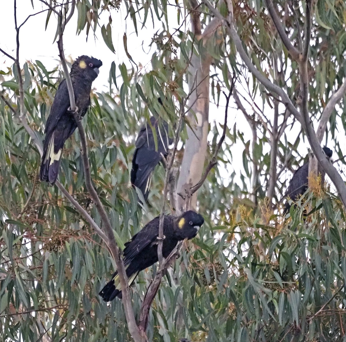 Yellow-tailed Black-Cockatoo - ML620025701