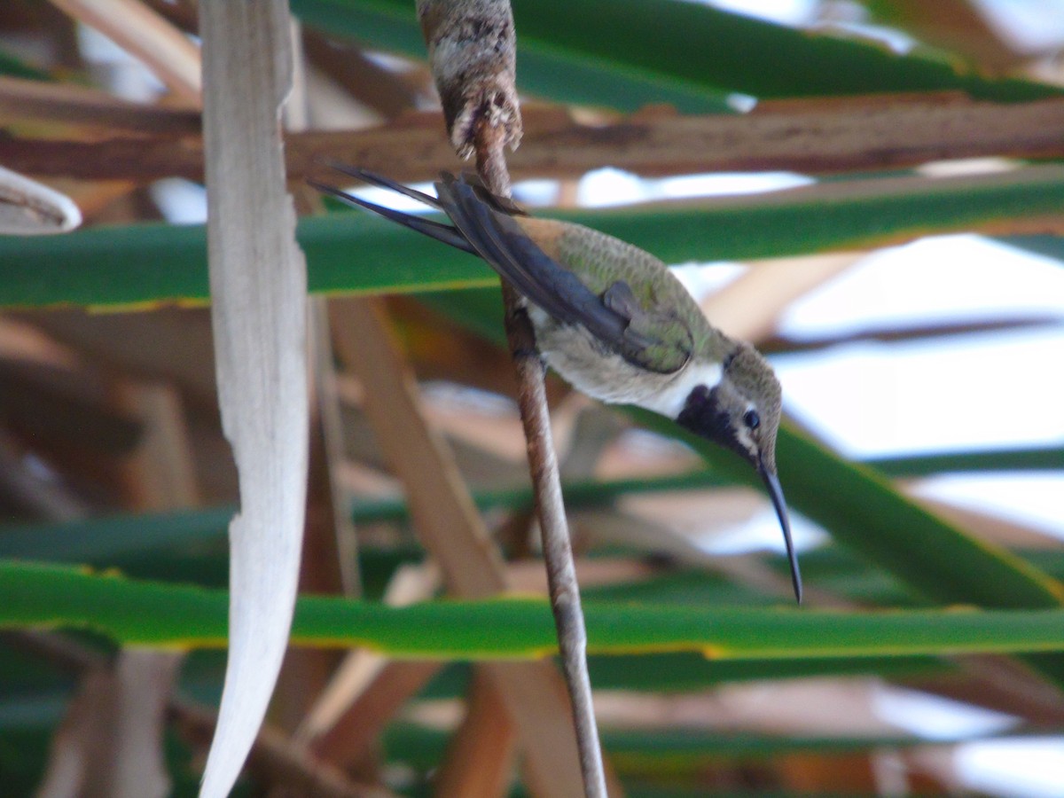 Colibrí del Atacama - ML620025706