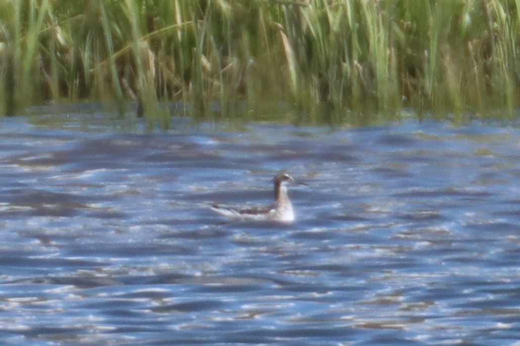 Red-necked Phalarope - ML620025707