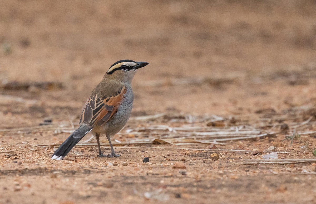 Black-crowned Tchagra - ML620025747