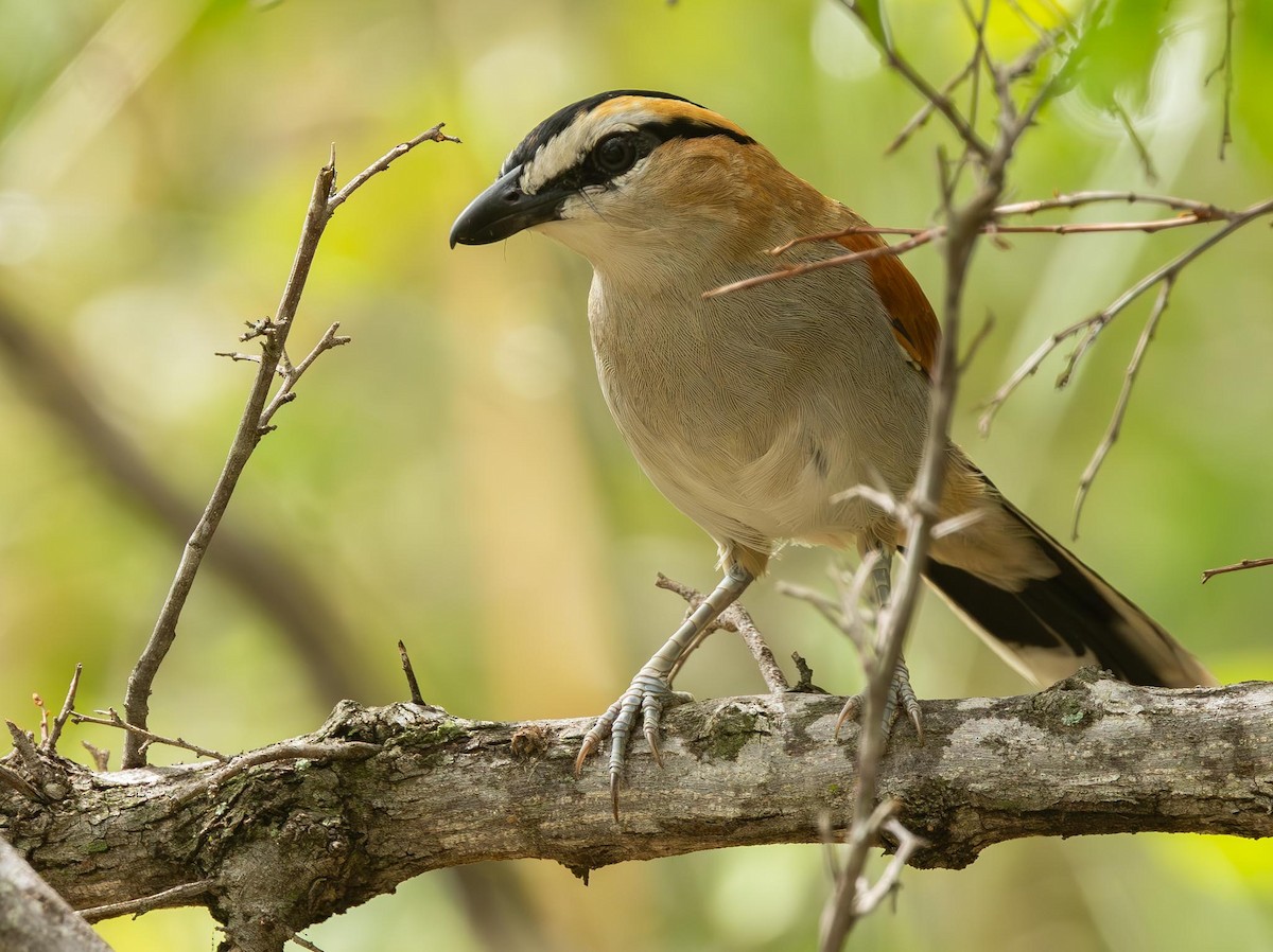 Black-crowned Tchagra - ML620025748