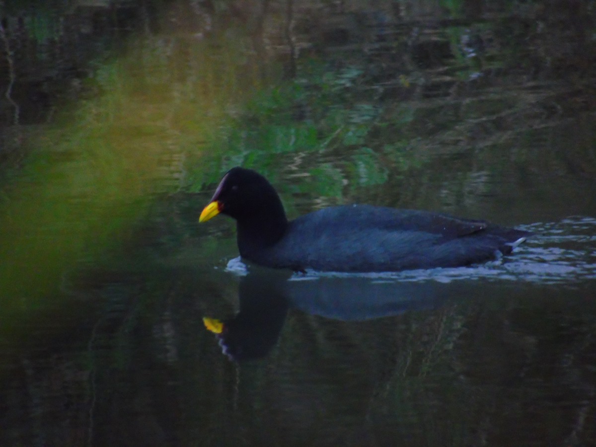 Red-fronted Coot - ML620025762