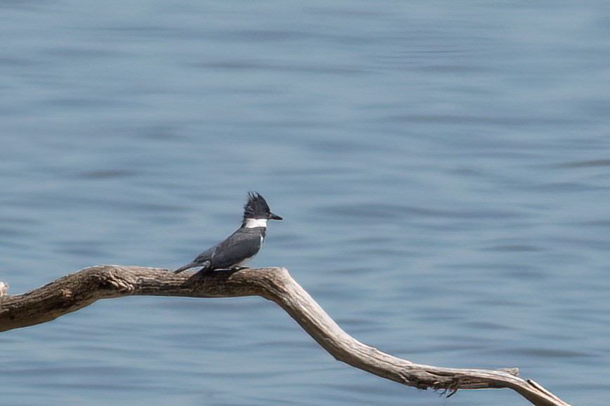 Belted Kingfisher - ML620025764