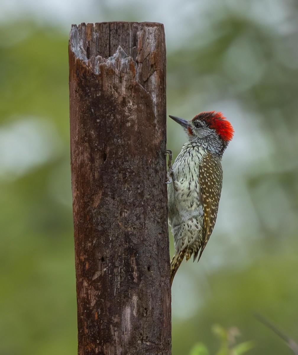 Golden-tailed Woodpecker - Adam Buckham