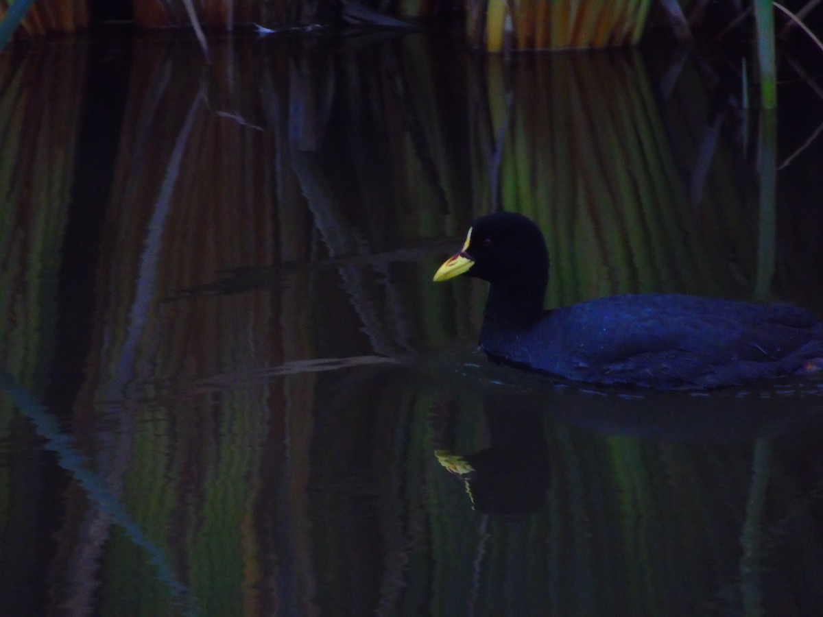 Red-gartered Coot - ML620025767