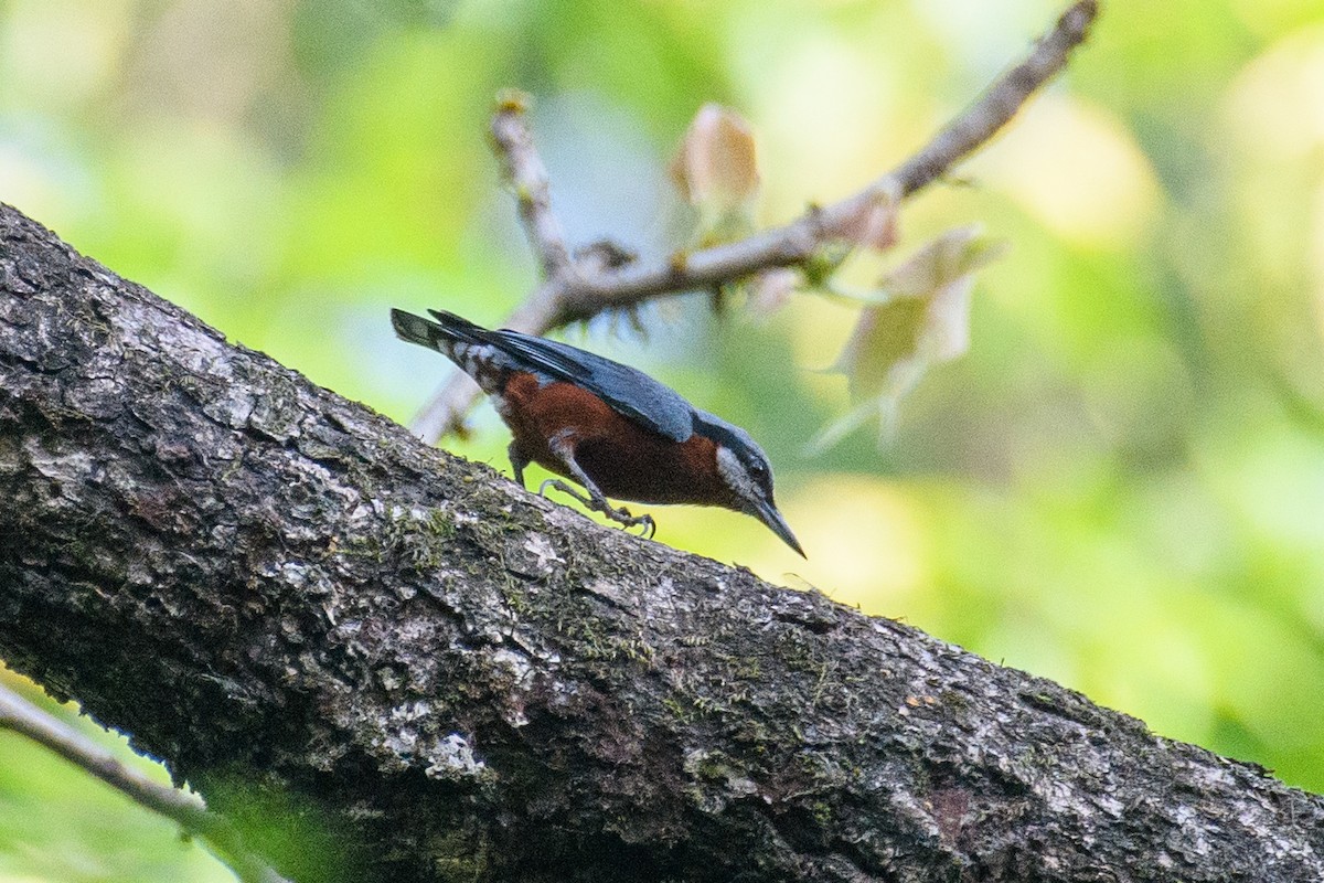 Chestnut-bellied Nuthatch - ML620025797