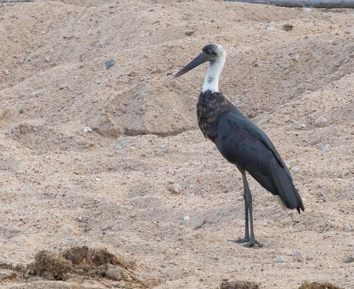 African Woolly-necked Stork - ML620025808