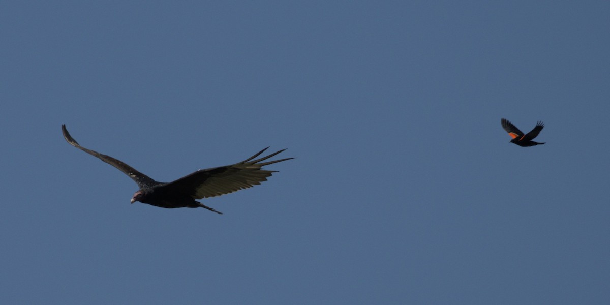 Turkey Vulture - Mass Audubon North Shore