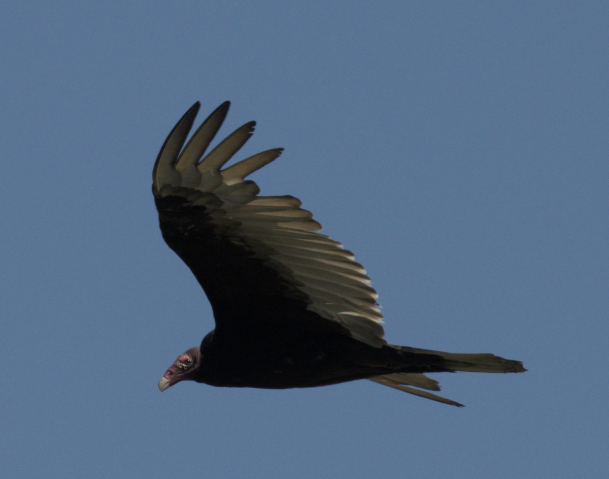 Turkey Vulture - ML620025810