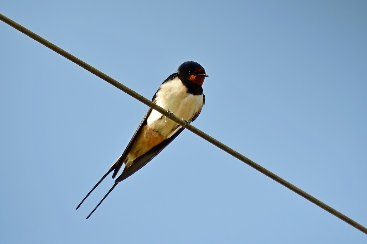 Barn Swallow - ML620025812