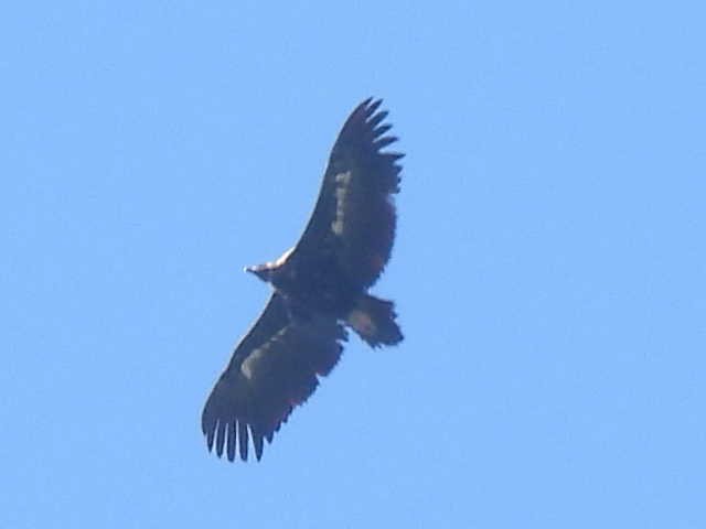Cinereous Vulture - ML620025816