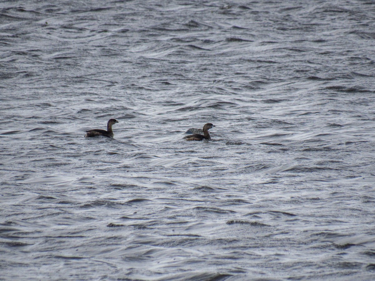 Pied-billed Grebe - ML620025829