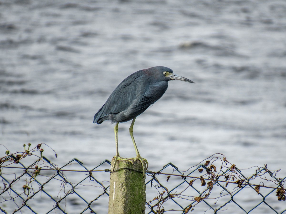 Little Blue Heron - ML620025832