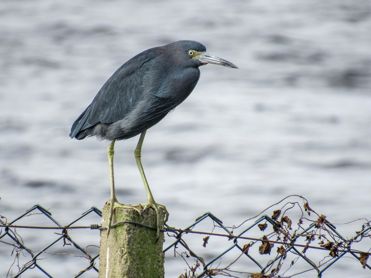 Little Blue Heron - ML620025833