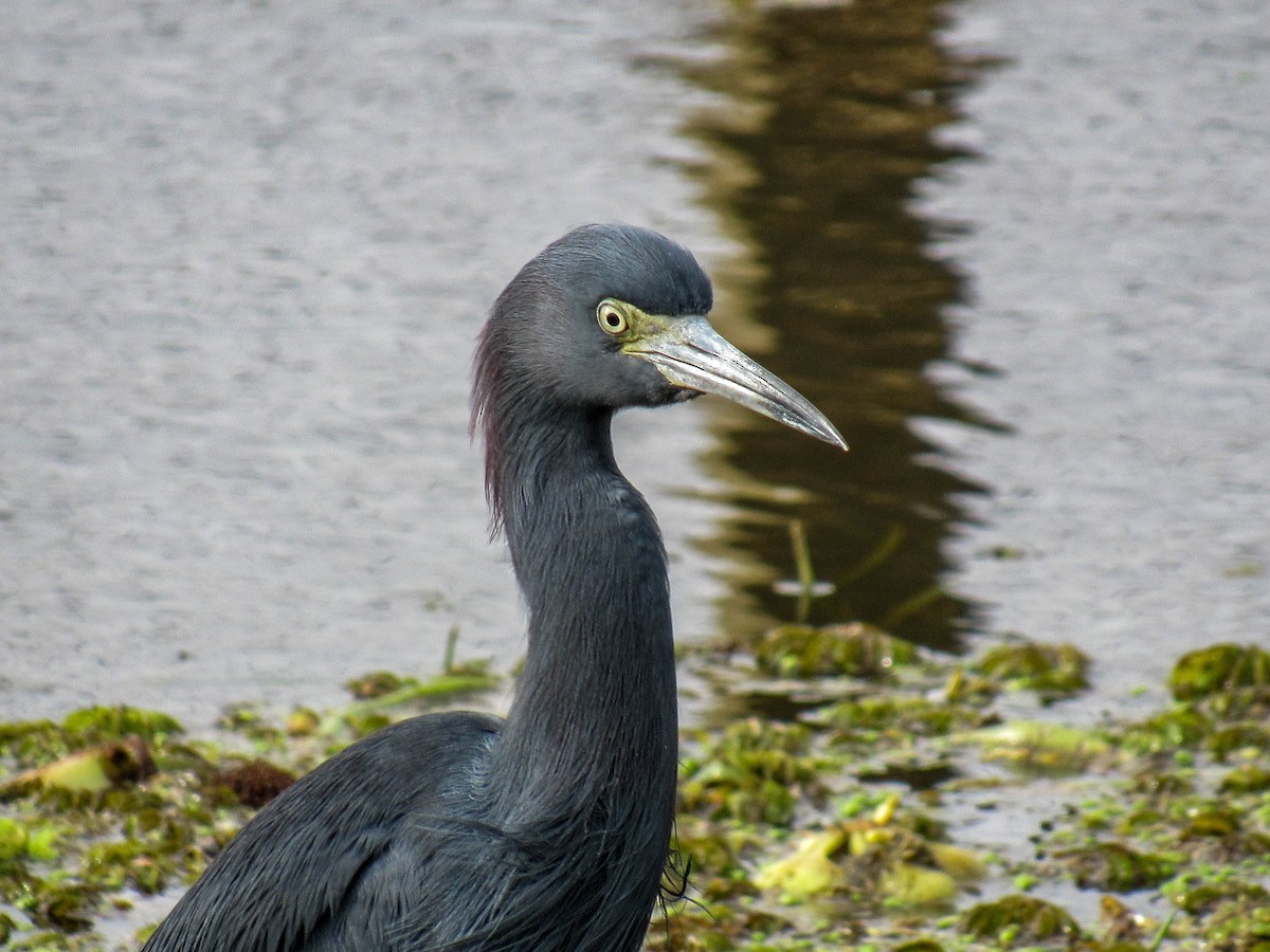 Little Blue Heron - ML620025834