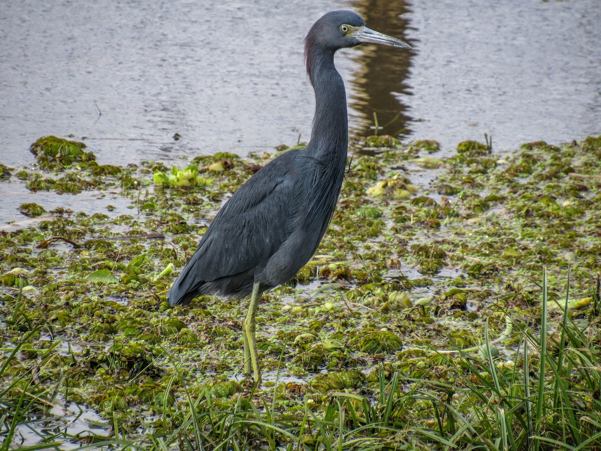 Little Blue Heron - ML620025835